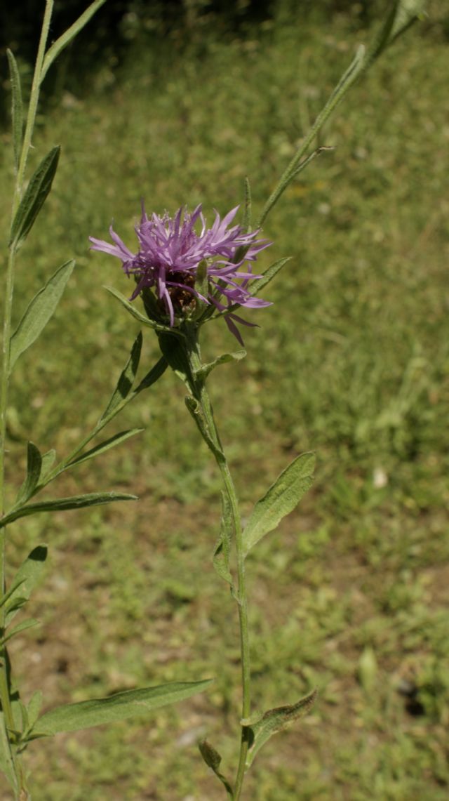 Centaurea jacea